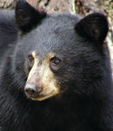 Black Bear Ripped T-shirt