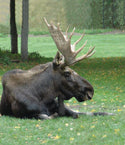 Mammoth Moose Ripped T-shirt